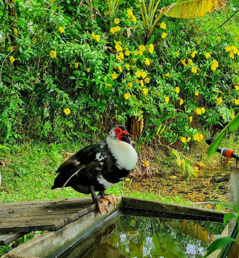 Pousada Areias Do Embau Guarda do Embaú Esterno foto
